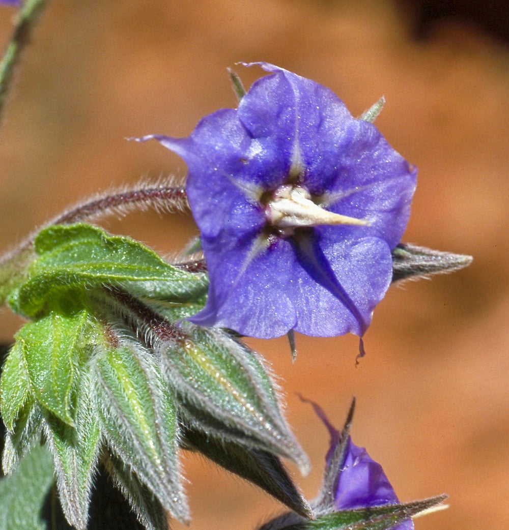 Rauhe Glockenblume