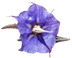 Rough Bluebell