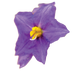 Wild Potato Bush