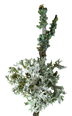 Lichen