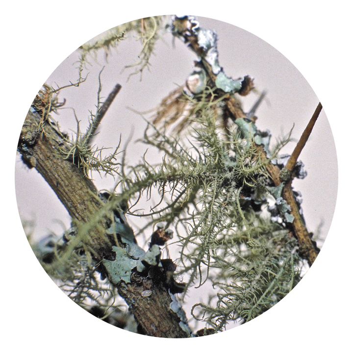 Lichen