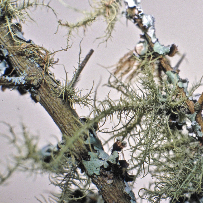 Lichen