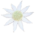 Little Flannel Flower