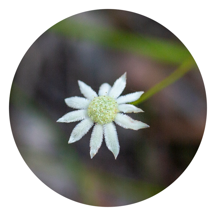 Little Flannel Flower