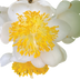 Calophyllum