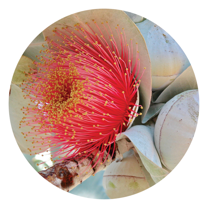 Macrocarpa