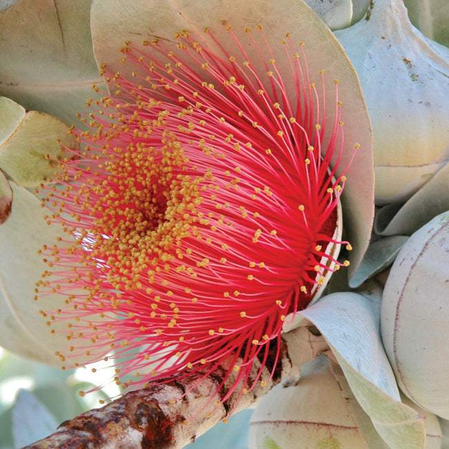 Macrocarpa