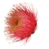 Macrocarpa