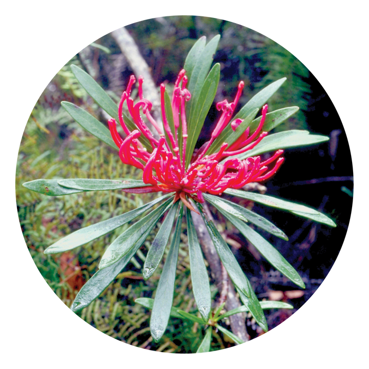 Monga Waratah