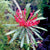 Monga Waratah