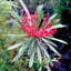 Monga Waratah