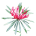 Monga Waratah