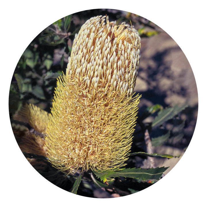 Old Man Banksia