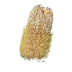 Old Man Banksia