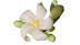 Paw Paw