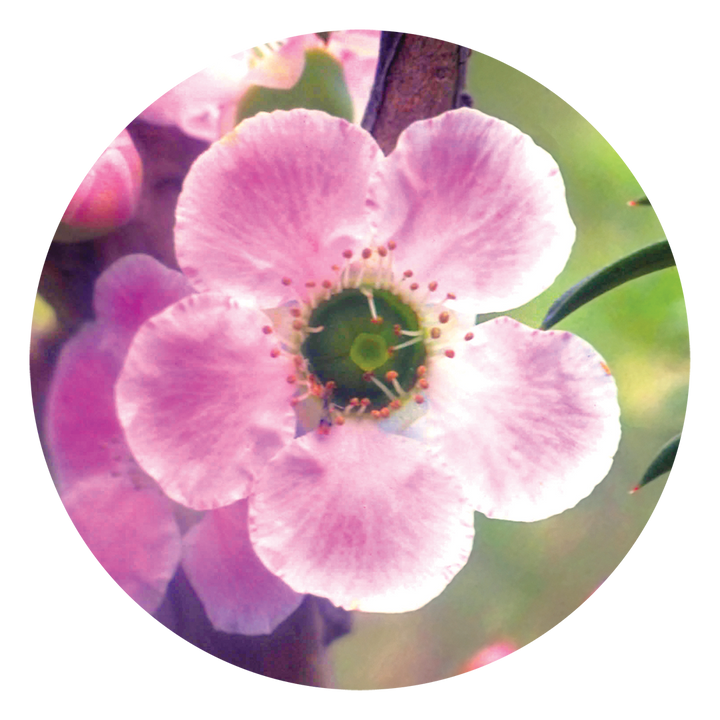 Peach-flowered Tea-tree