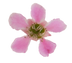 Peach-flowered Tea-tree