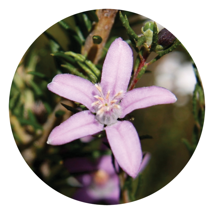 Philotheca
