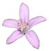 Philotheca