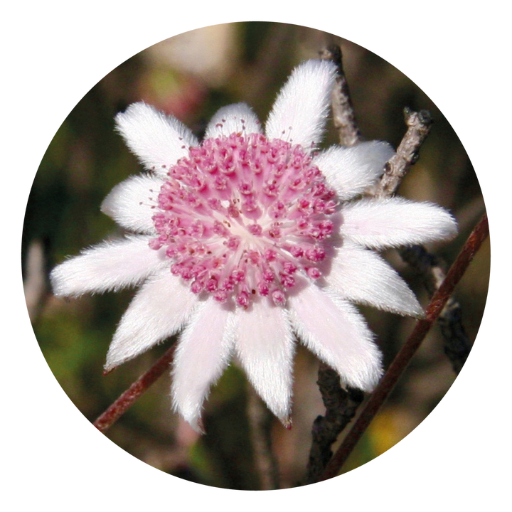 Pink Flannel Flower