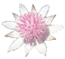 Pink Flannel Flower