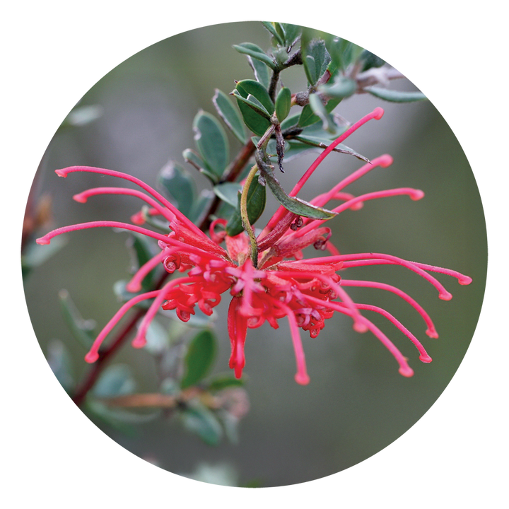 Red Grevillea