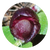 Red Helmet Orchid