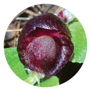 Red Helmet Orchid