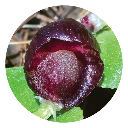 Red Helmet Orchid