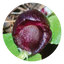 Red Helmet Orchid