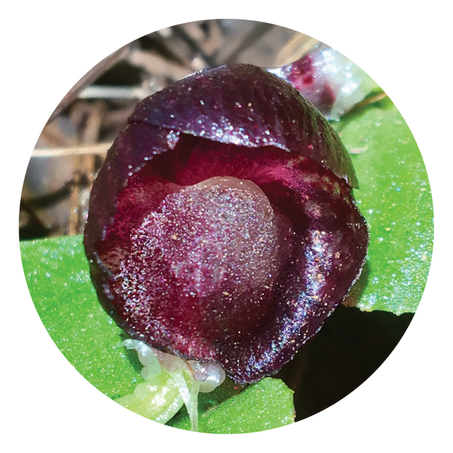Red Helmet Orchid