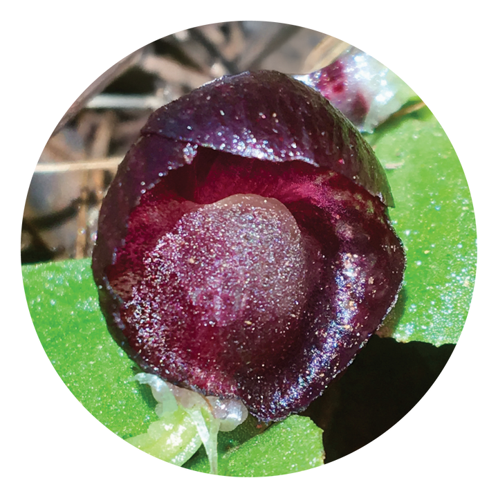 Red Helmet Orchid