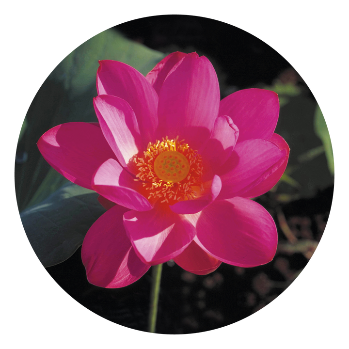Red Lily