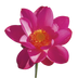 Red Lily