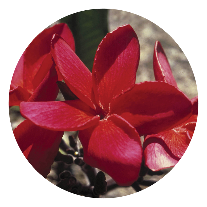 Red Suva Frangipani