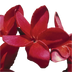 Red Suva Frangipani