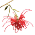 Red Grevillea