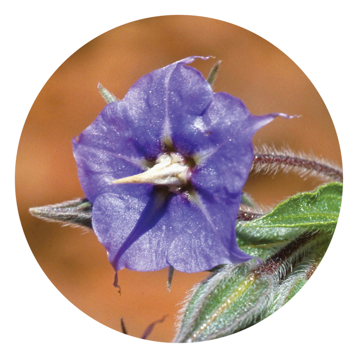 Rough Bluebell