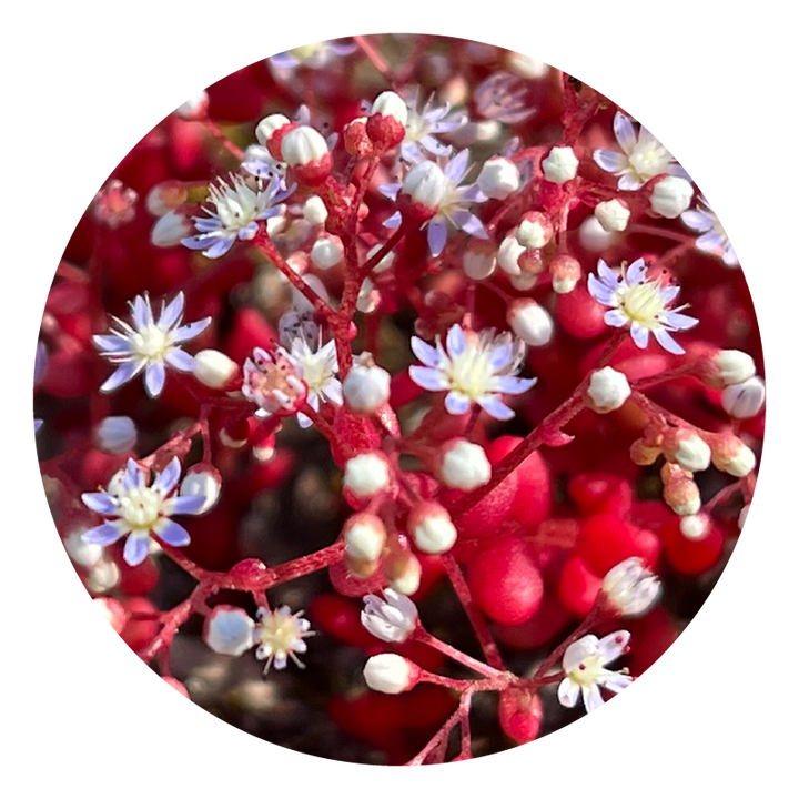 Sedum