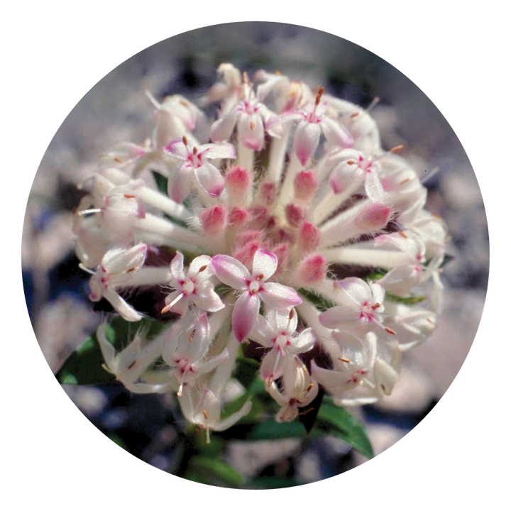 Slender Rice Flower