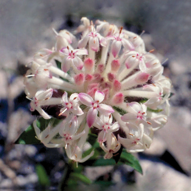 Slender Rice Flower