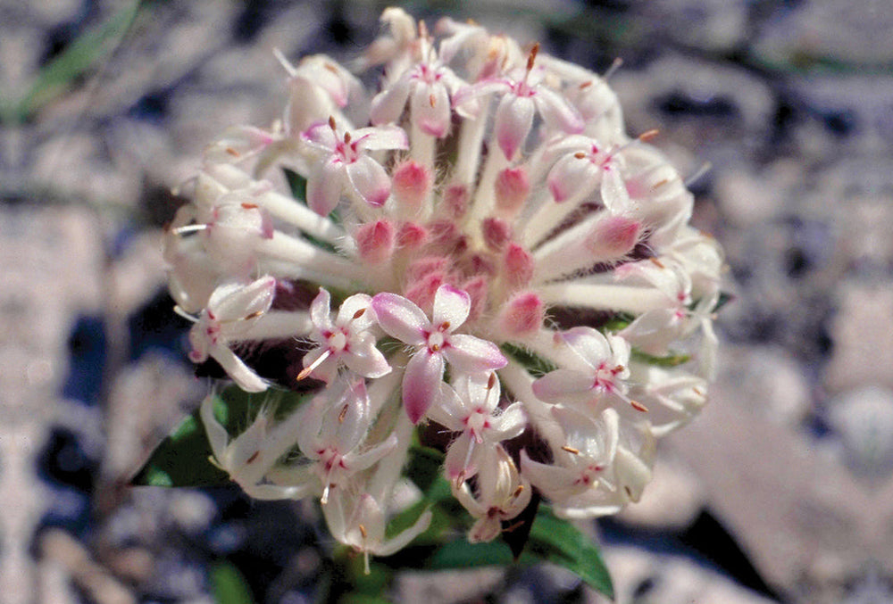 Schlanke Reisblüte
