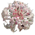 Slender Rice Flower