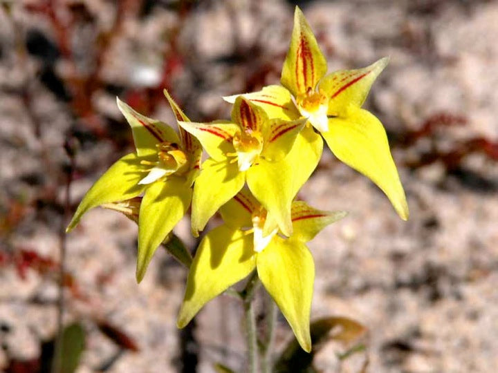 Gelbe Schlüsselblume