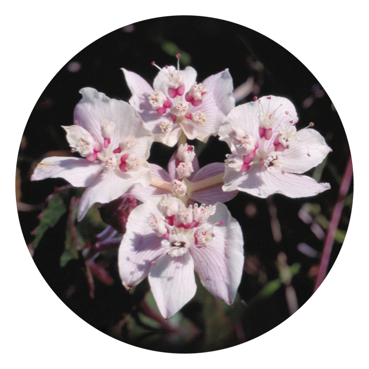 Southern Cross