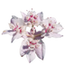 Southern Cross