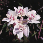 Southern Cross