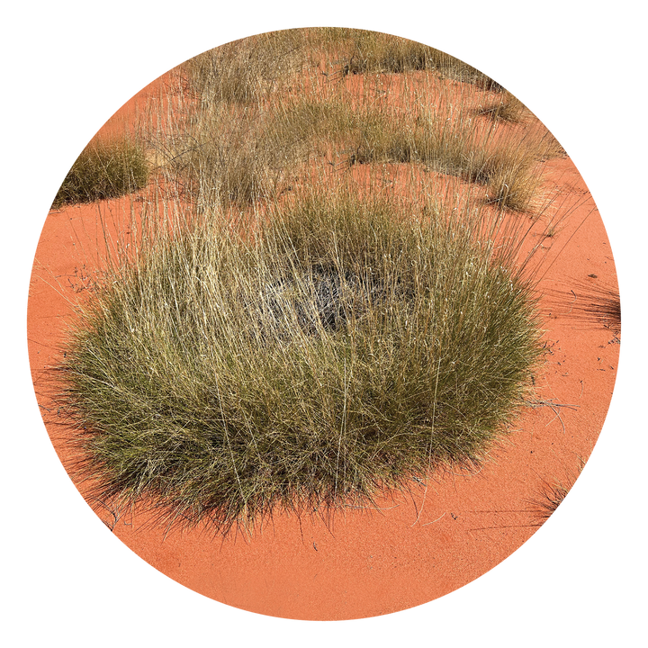 Spinifex