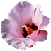 Sturt Desert Rose