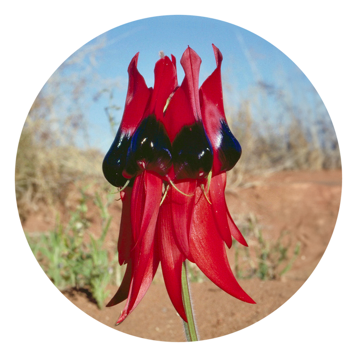 Sturt Desert Pea